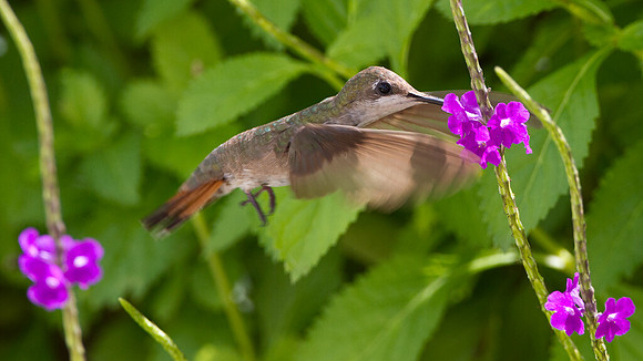 Ruby-topaz Hummingbird (Chrysolampis mosquitus) female