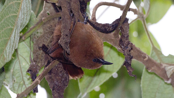 Rufous Wren (Cinnycerthia unirufa)