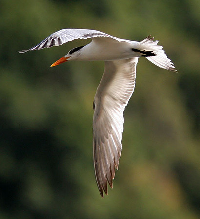 Royal Tern (Thalasseus maximus)