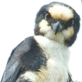 White-fronted Falconet (Microhierax latifrons)