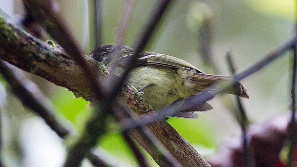 Unidentified