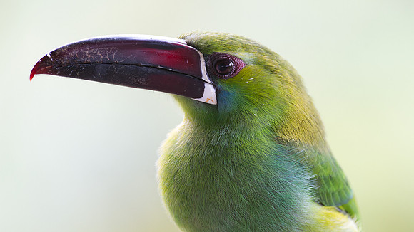 Crimson-rumped Toucanet (Aulacorhynchus haematopygus)