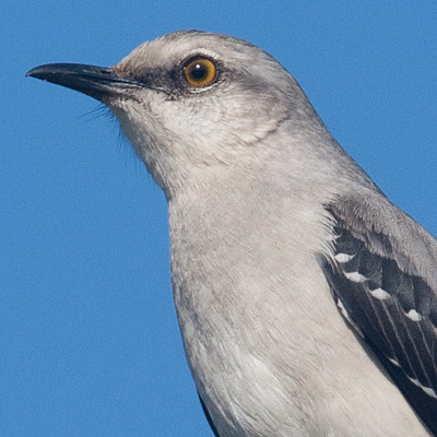 Tropical Mockingbird (Mimus gilvus)
