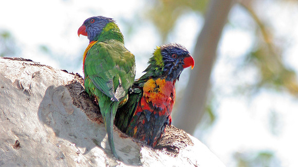 Rainbow Lorikeet (Trichoglossus haematodus)