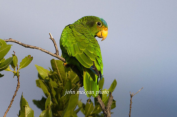 Yucatan Amazon (Amazona xantholora) female, also known as Yellow-lored Amazon, Yucatan Parrot or Yellow-lored Parrot