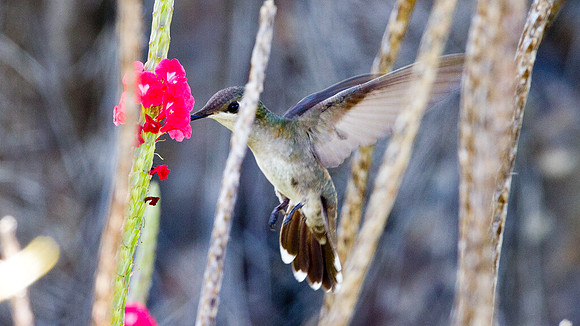 Ruby-topaz Hummingbird (Chrysolampis mosquitus) female