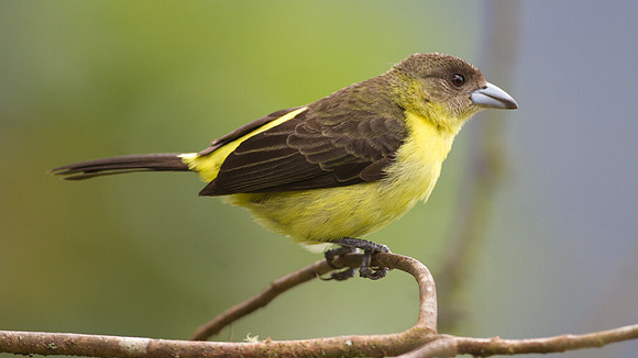 Lemon-rumped Tanager (Ramphocelus icteronotus)