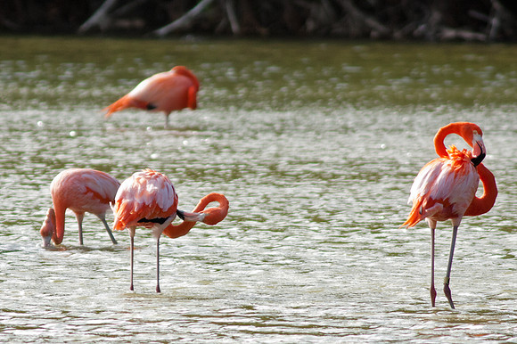 Greater Flamingo (Phoenicopterus roseus)