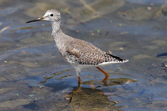 Lesser Yellowlegs (Tringa flavipes)