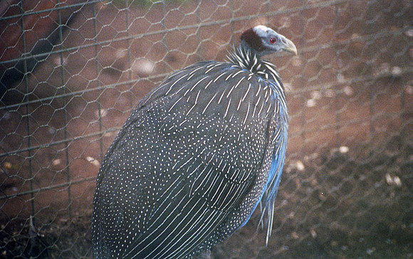 Vulturine Guineafowl (Acryllium vulturinum)