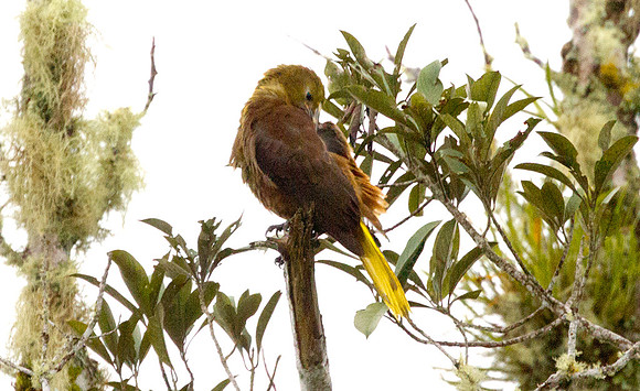 Russet-backed Oropendola (Psarocolius angustifrons)