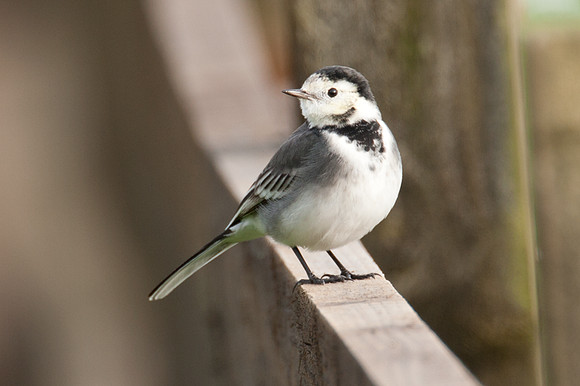 White Wagtail (motacilla alba yarrellii)