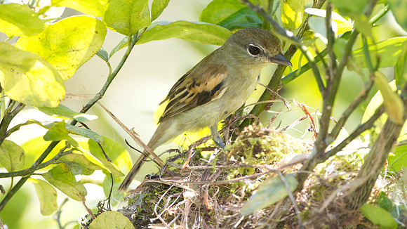 White-winged Becard (Pachyramphus polychopterus) - female