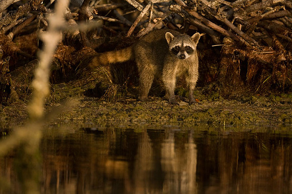 Racoon (Procyon lotor)
