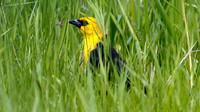 Yellow-headed Blackbird (Xanthocephalus xanthocephalus) male