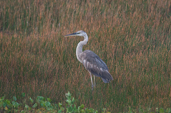 Great Blue Heron (Ardea herodias)