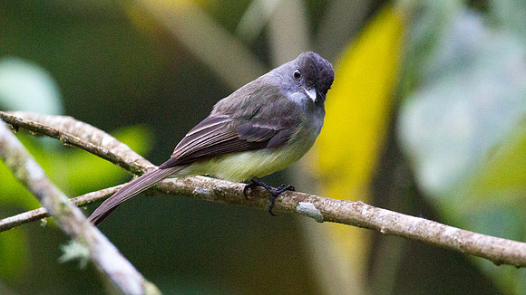 Dusky-capped Flycatcher (Myiarchus tuberculifer)