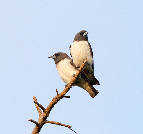 White-breasted woodswallow (Artamus leucorynchus)