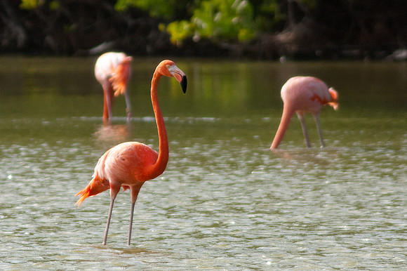 Greater Flamingo (Phoenicopterus roseus)