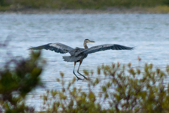 Great Blue Heron (Ardea herodias)