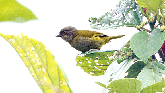 Ashy-throated Bush-tanager (Chlorospingus canigularis)