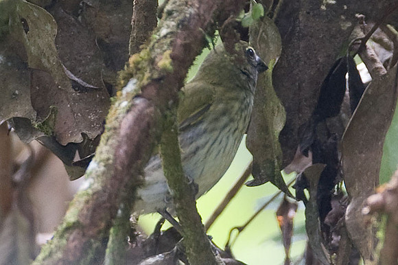 Streaked Saltator (Saltator striatipectus)