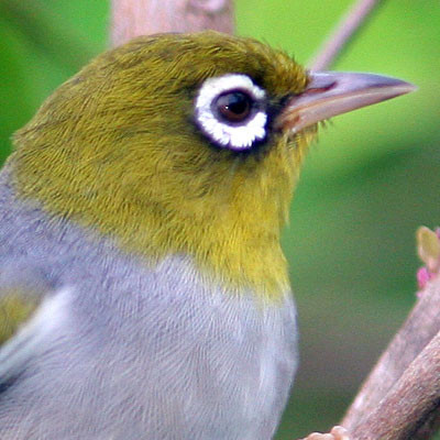Silvereye (Zosterops lateralis) also known as Wax-eye