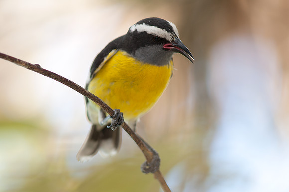Bananaquit (Coereba flaveola)