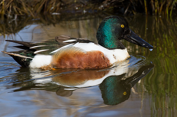 Northern Shoveler (Anas clypeata)
