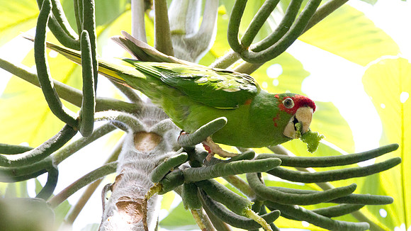Mitred Parakeet (Aratinga mitrata)