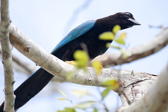 Yucatan Jay (Cyanocorax yucatanicus)