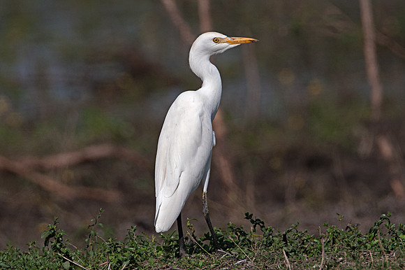 Cattle Egret (Bubulcus ibis)