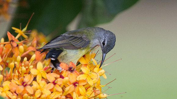 Copper-throated Sunbird (Nectarinia calcostetha) female