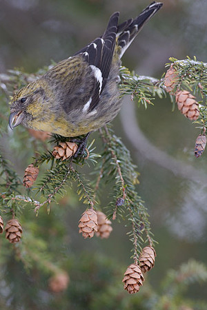 Two-barred Crossbill (Loxia leucoptera) female; also known as White-winged Crossbill