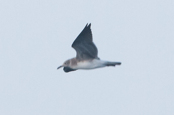 Petrel ?