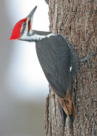Pileated Woodpecker (Dryocopus pileatus) male