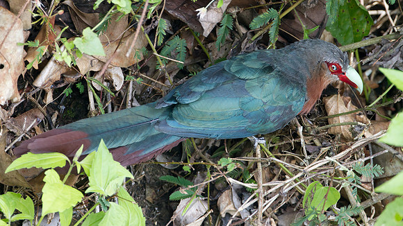 Chestnut-breasted Malkoha (Phaenicophaeus curvirostris)