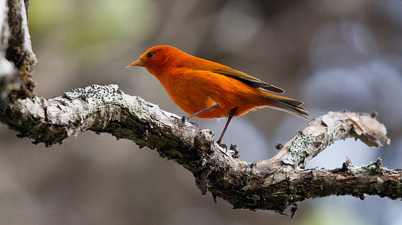 ʻAkepa (Loxops coccineus) Male