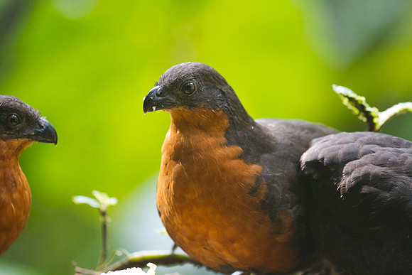 Dark-backed Wood Quail (Odontophorus melanonotus)