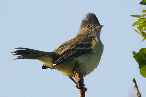 Yellow-bellied Elaenia (Elaenia flavogaster)