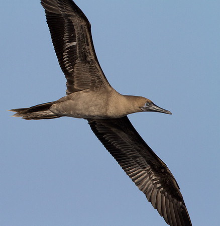 Red-footed Booby (Sula sula)