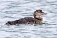 Great Northern Loon (Gavia immer) also known as Common Loon or Great Northern Diver