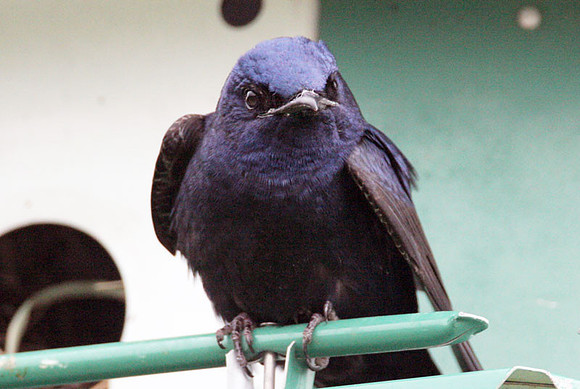 Purple Martin (Progne subis)