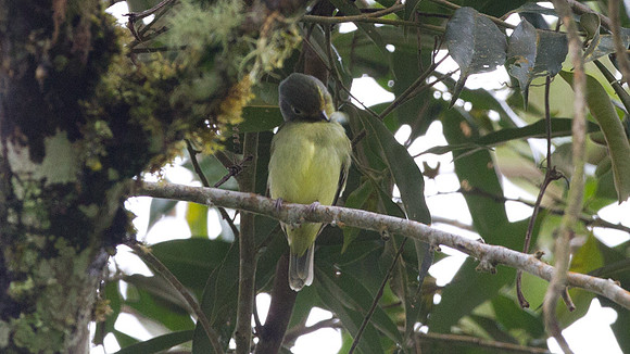 Wing-barred Piprites (Piprites chloris)