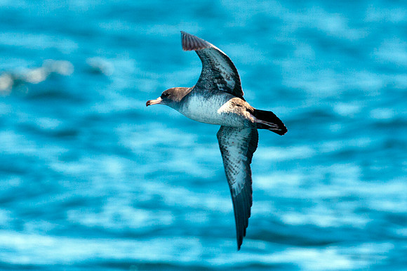 Pink-footed Shearwater (Puffinus creatopus)