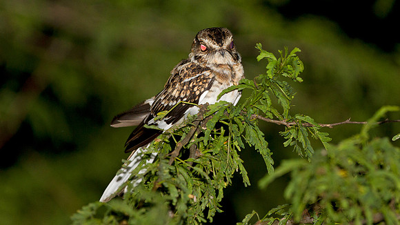 White-tailed Nightjar (Caprimulgus cayennensis)