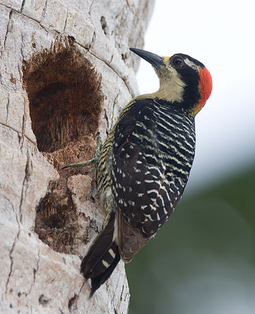 Black-cheeked Woodpecker (Melanerpes pucherani) female