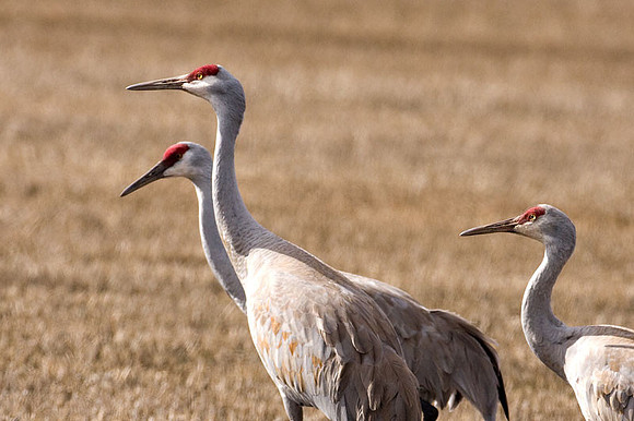 Sandhill Crane (Grus canadensis)