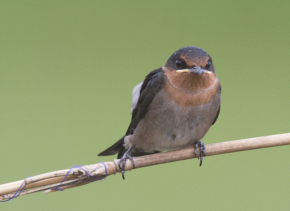 Pacific swallow (Hirundo tahitica)