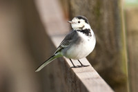 White Wagtail (motacilla alba yarrellii)